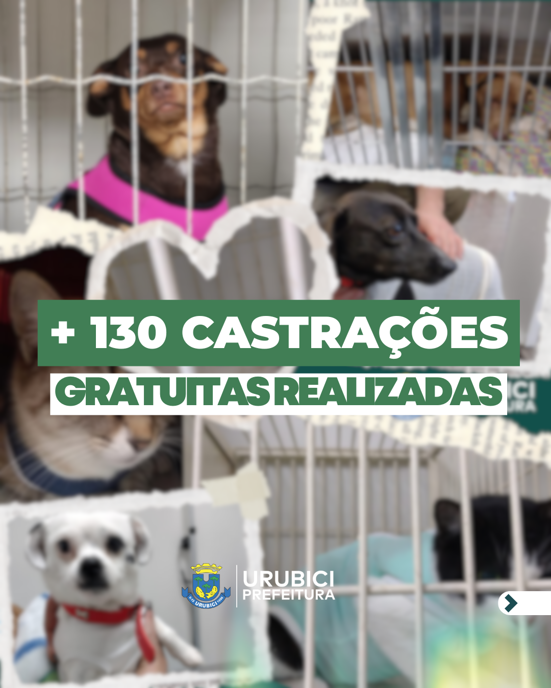 Prefeitura de Urubici | Urubici ultrapassa 130 castrações gratuitas de cães e gatos