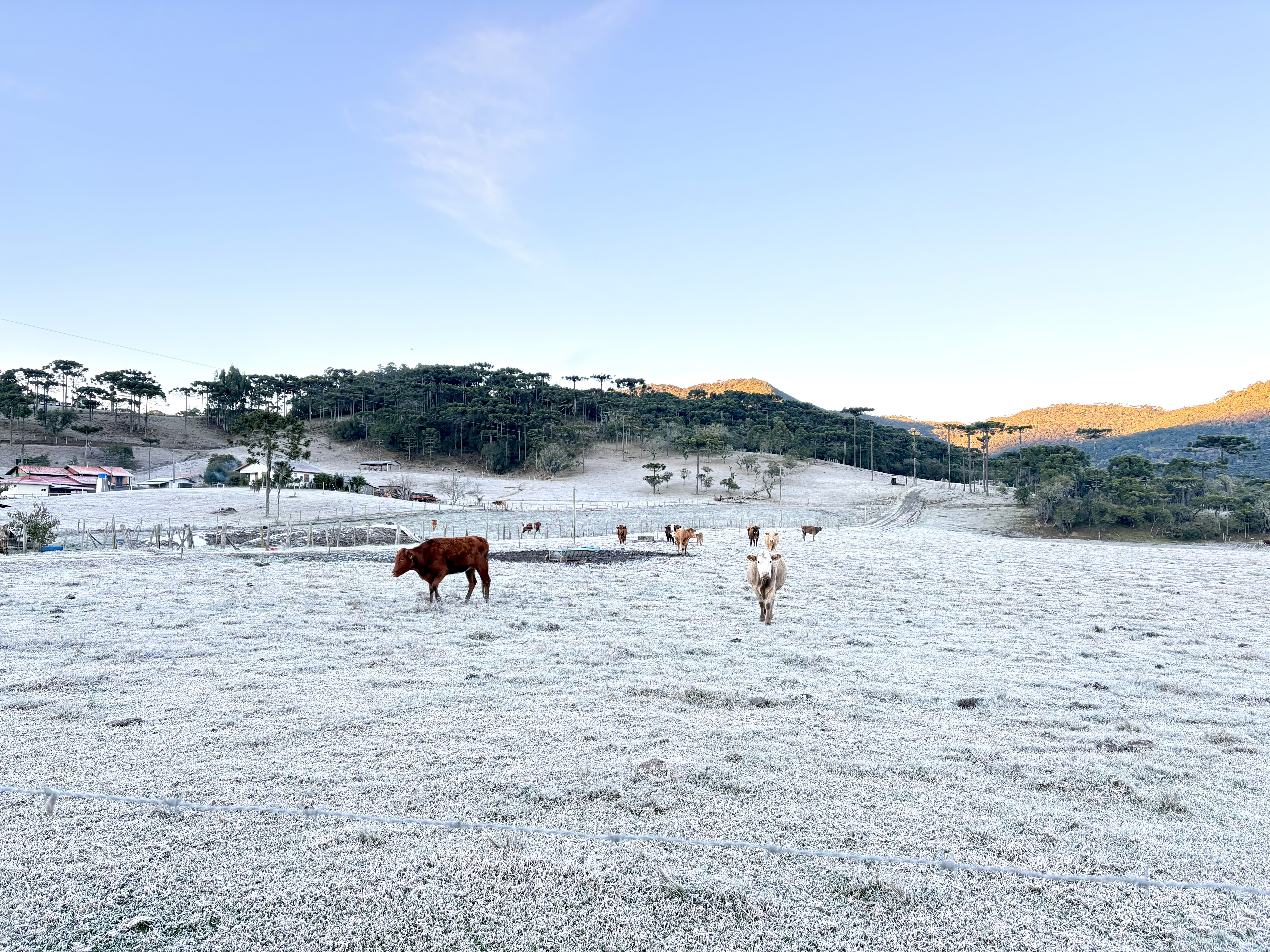 Geada volta a cobrir Urubici com mínima de -3,3°C