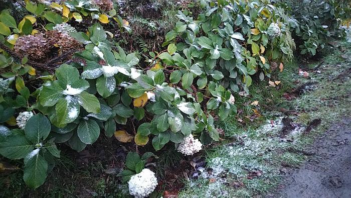 Urubici: espetáculo da natureza, primeira neve de 2021 Urubici: espetáculo da natureza, primeira neve de 2021